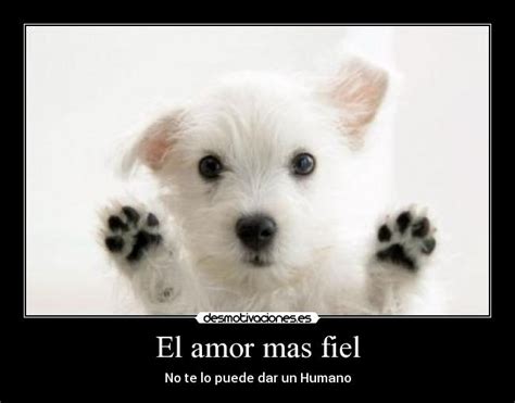 Imagenes De Amor Perros Imagui