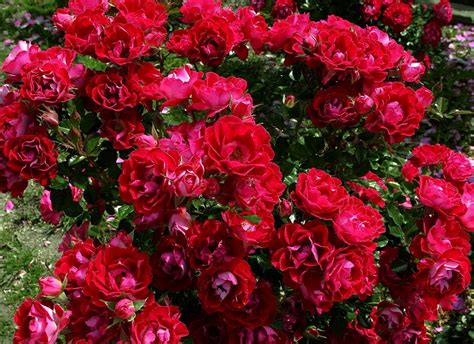 Red Rose Flower Garden Wallpaper