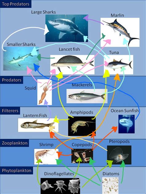 Marine Food Web Examples