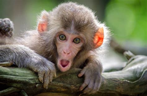 10 Curiosidades De Los Monos Para Contarles A Los Niños Madres Hoy