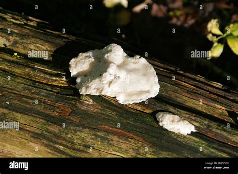 Hard White Fungal Growth On A Barkless Dead Beech Tree Stock Photo Alamy