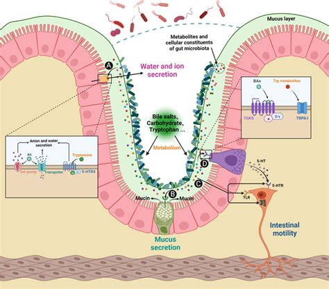 Regulation Of Gut Microbiota On Host Intestinal Motility And