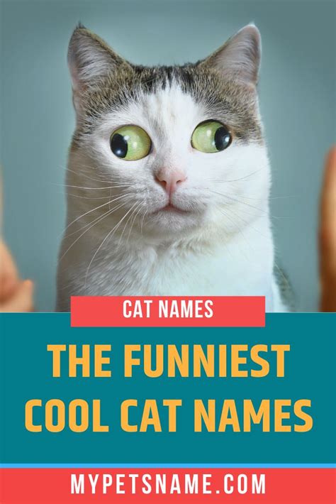 Names For Cats Male Cat Meme Stock Pictures And Photos My Xxx Hot Girl