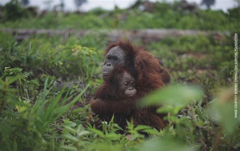 Palm Oil And Animal Rights How You Can Combat The Destruction Of Wild