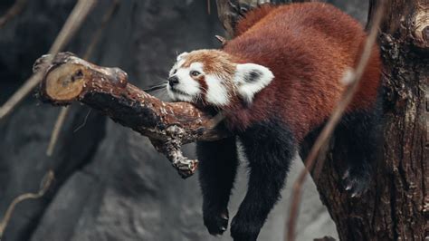 Desktop Wallpaper Lazy Lying On Tree Branch Red Panda Relaxing Hd