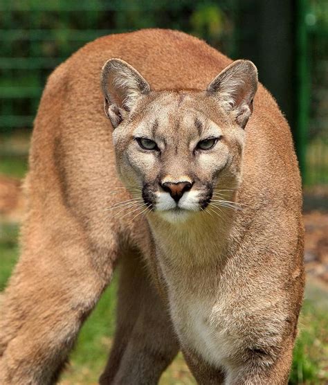 Cougar Puma Mountain Lion Animal Cat Big Feline Beautiful Close