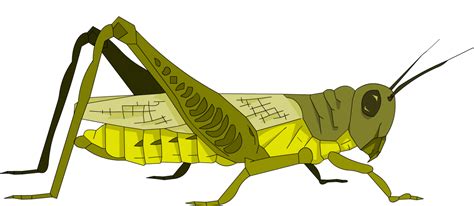 Grasshopper Png Photo Png All Png All