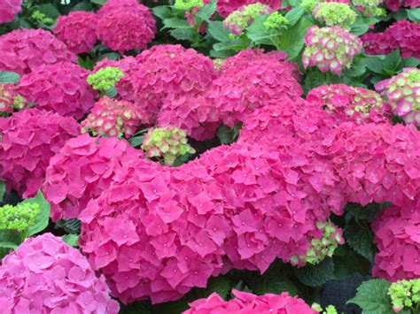We did not find results for: Hortensie Everbloom® kaufen | Hortensienträume