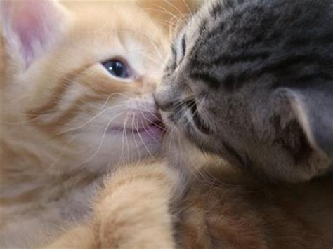 Tiernas Imágenes De Amor Con Gatitos Enamorados Imagenes De Amor Gratis
