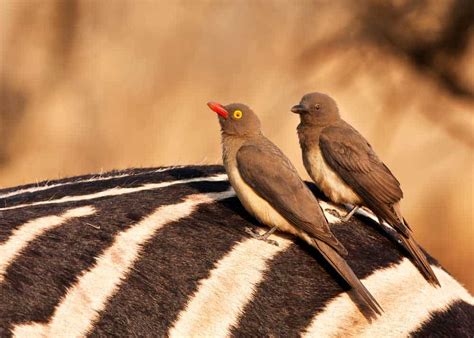 19 Facts About African Oxpecker Birds Both Species Of Buphagus