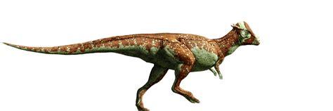Imagen Pachycephalosaurus Detail Headerpng Jurassic Park Wiki