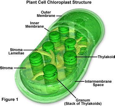 We did not find results for: Molecular Expressions Cell Biology: Plant Cell Structure ...
