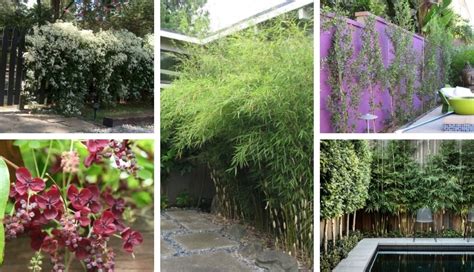 10 Best Plants To Grow For Backyard Privacy