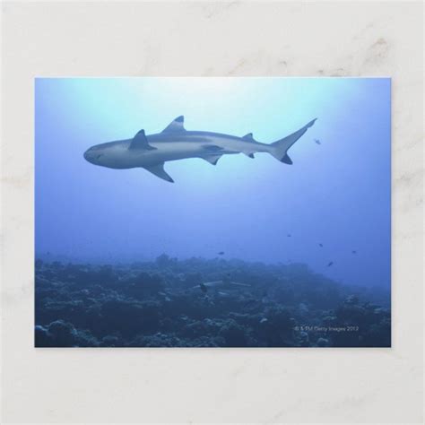 Shark Postcards No Minimum Quantity Zazzle