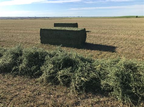 Hay Purchasing — Sun Cured Alfalfa Cubes