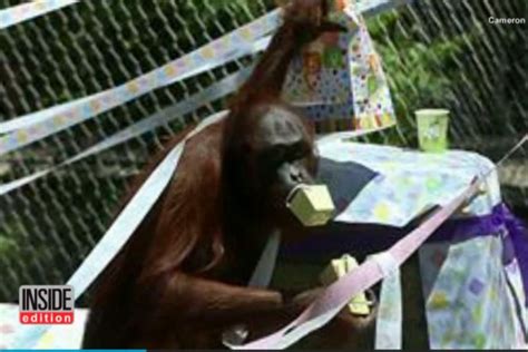 Cameron Park Zoos Orangutan Baby Registry Includes Dolly Parton Cd