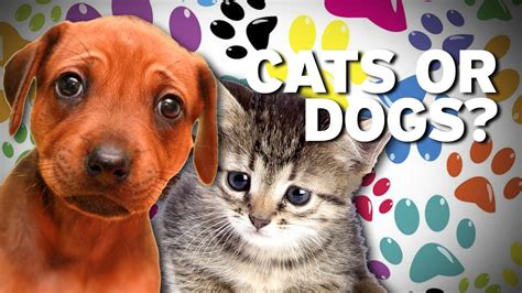 Dogs Vs Cats We Have A Winner Youtube
