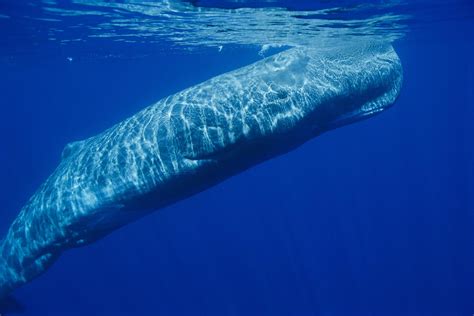 Sperm Whales Found Full Of Car Parts And Plastics