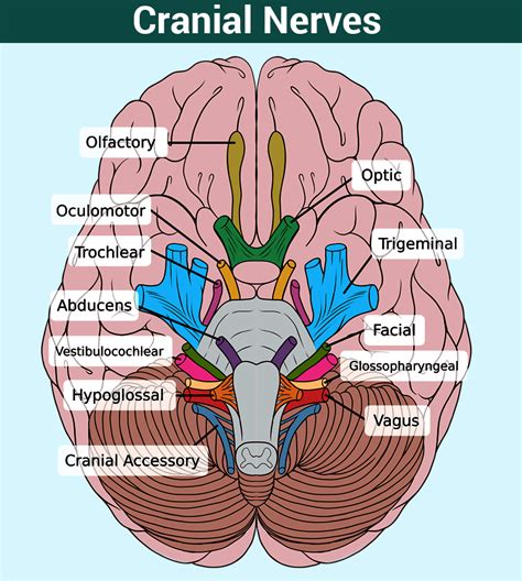 Cranial Nerves Function Table Anatomy And Faqs