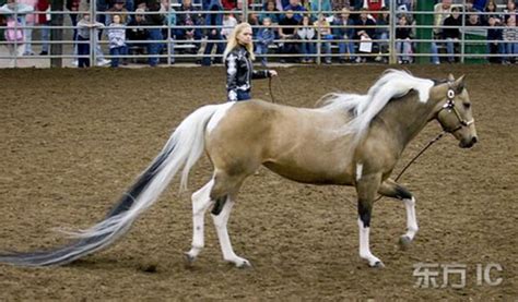 12 Freakishly Long Manes And Tails Horse Nation