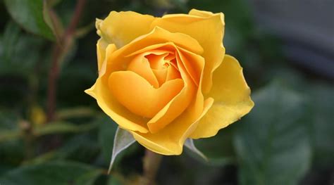 Menakjubkan 16 Gambar Jenis Mawar Kuning Gambar Bunga Indah