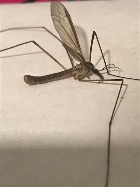 What Is This Bug It Looks Like A Giant Mosquito Spotted In Southern