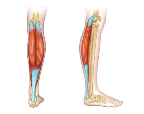 In other words, this page excludes information about the calf muscles… 10 Best Calf Workouts and Exercise Moves to Grow More Muscle