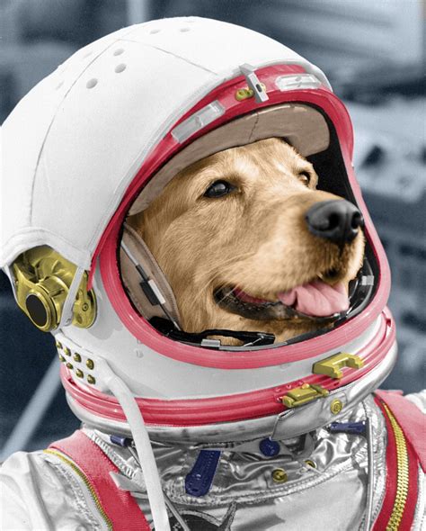 Ready For Flight Space Dog Cool Pets Dog Spaces