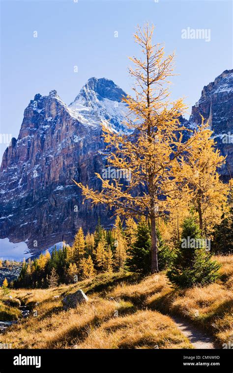 Trail Larch Trees And Mount Biddle Yoho National Park British