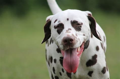 Dalmatian Dog Breed Information Images Characteristics Health