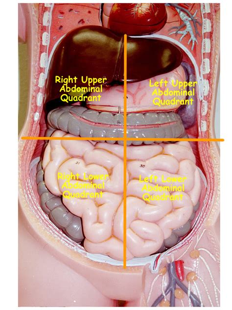Human Anatomy Organ Placement