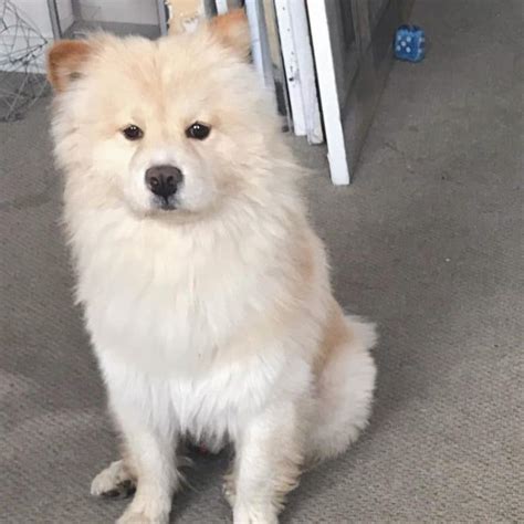 A List Of The Best And Cutest Chow Chow Mixes You Should Know K9 Web