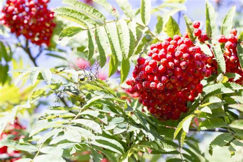 Rowan Fruit Stock Image Image Of Micro Leaves Berries 59183295