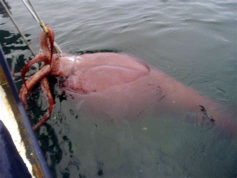 Real Giant Squid Found