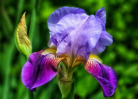 Iris Flower Close Up Free Photo On Pixabay Pixabay