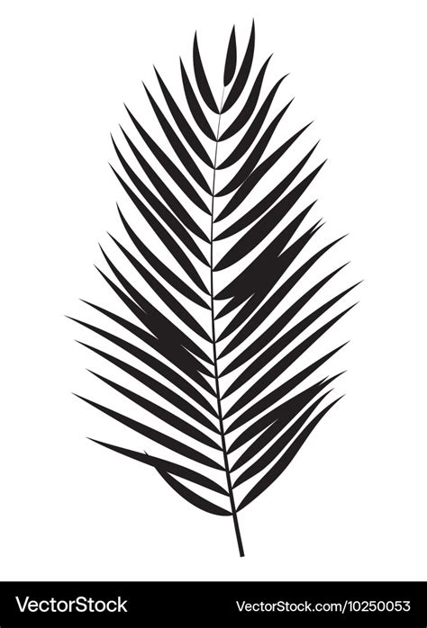 Palm Tree Leaf Silhouette Isolated On White Vector Image