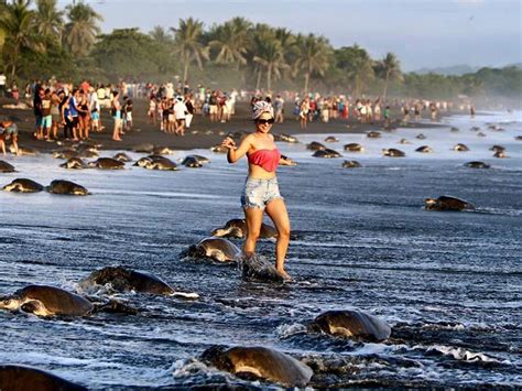 Tourists Disrupt Nesting Sea Turtles On Costa Rican Beach Cond Nast