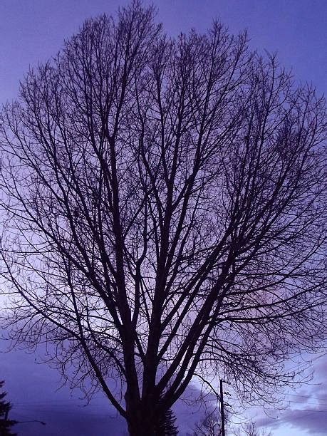 190 Cottonwood Tree Silhouette Stock Photos Pictures And Royalty Free