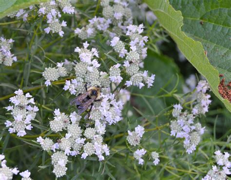 Wildflower Wednesday Mountain Mint A Top Pollinator Plant