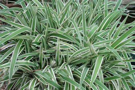 Dianella Tasmanica Plant Plants Information