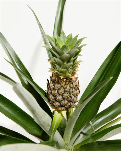 How To Grow And Care For Your Pineapple Plant Lively Root