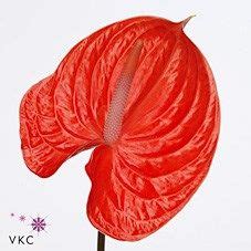 ANTHURIUM AVO SUMMER X 10 Wholesale Dutch Flowers Florist Supplies