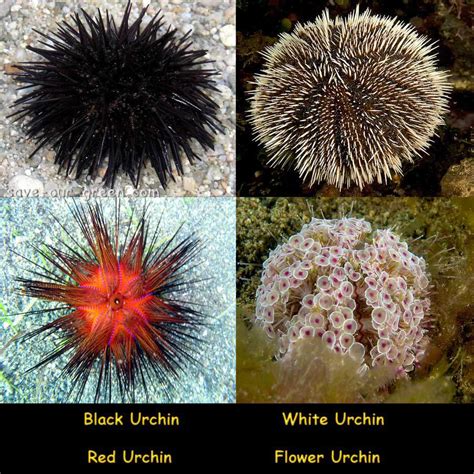 Sea Urchin Save Our Green