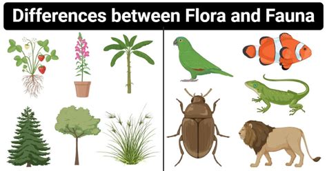 Introduction To Flora And Fauna Gkduniyain Gkduniya