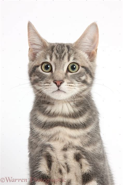 Tabby Cat Portrait Photo Wp37976