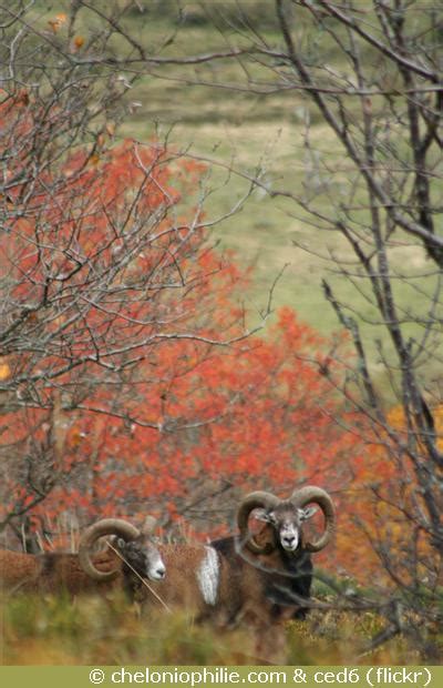 Le Mouflon De Méditerranée Ovis Gmelini