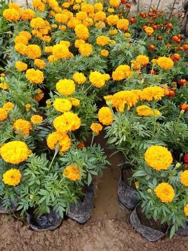 Hybrid Marigold Genda Plant By Kisan Nursery And Plantation Center