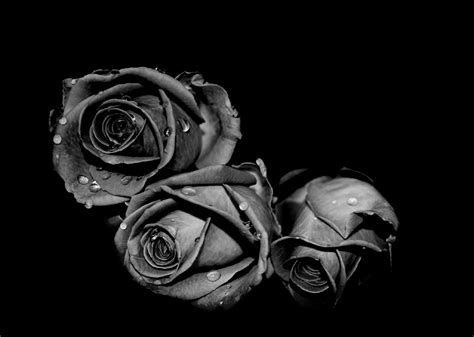 Black Rose Aesthetic For Computer Wallpaper Images And Photos Finder