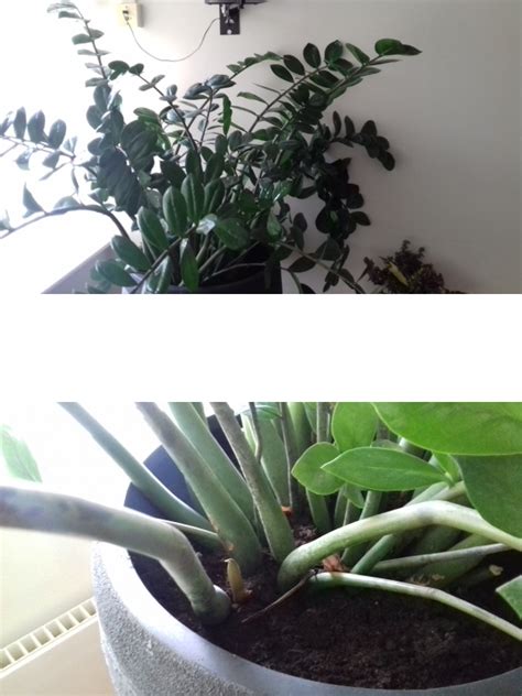 Identification Identify This Indoor Plant Gardening And Landscaping