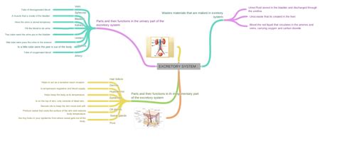 Excretory System Coggle Diagram